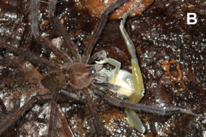 Ctenus eating Cochranella mache