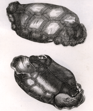 Cylindraspis vosmaeri 1792
