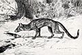 Cynodictis
