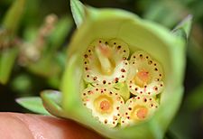 Darwinia carnea flowers