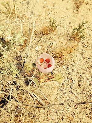 Desert Five-Spot (Malvastrum rotundifolium),Death Valley Super Bloom, 2016