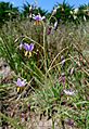 Dianella amoena (24702409710)
