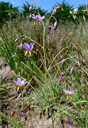 Matted flax-lily Facts for Kids