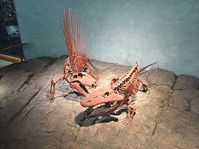 Dimetrodon and Eryops, Denver Museum of Nature and Science
