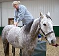 Dr. Heidi Bockhold Adjusts Horse
