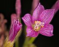Drosera regia - open and closed flowers without spider web