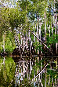 East Alligator River Paperbarks