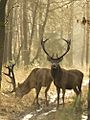 Two red deer in a forest. One is facing the camera and the other is eating grass to its left
