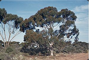 Eucalyptus brockwayi.jpg