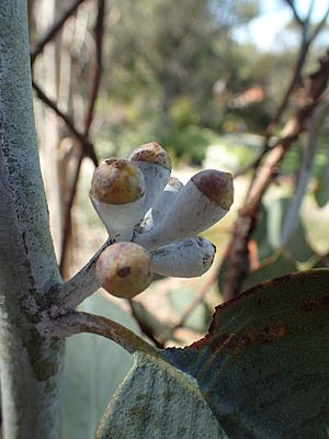 Eucalyptus georgei buds(2)