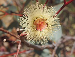 Eucalyptus pachyphylla flower