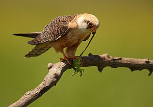 Falco vespertinus 1 (Martin Mecnarowski)