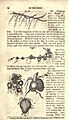 Familiar lectures on botany (Page 54) BHL17169344