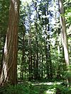 Tall evergreen trees in an old-growth forest