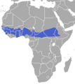 Gambian Epauletted Fruit Bat area