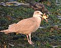 Glaucous-winded Gull with Crab