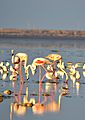 Greater Flamingo, Jamnagar, Rangilo Gujarati 01