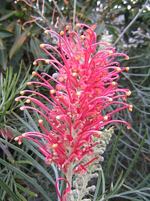 Grevillea banksii sylvia flower