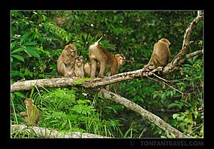 Group of Macaca leonina