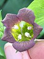 IMG 8017 Atropa belladonna L. Heart of Single Flower