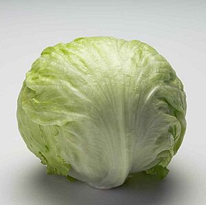 Iceberg1