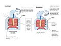 Inhalation and Exhalation Diagram
