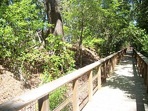 Interpretive Boardwalk at Fort Randolph, March 2012