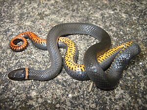 Iowaherps-diadophis punctatus arnyi