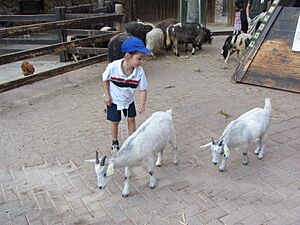 Jerusalem Zoo petting