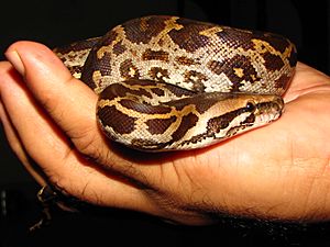 Juvenile Indian Rock Python ( P molurus) in a pensive moment
