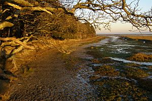Low tide, Boldre Foreshore nature reserve - geograph.org.uk - 684107.jpg