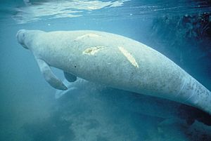 Manatee bearing scars on back from boat propeller