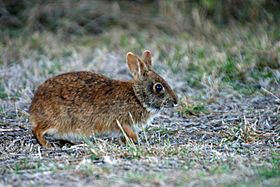 Marsh Rabbit NPSPhoto, R. Cammauf (9255116503)