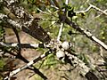 Melaleuca depressa (fruit)