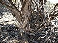 Melaleuca podiocarpa (bark)