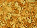 Microstructure of rolled and annealed brass; magnification 400X