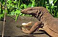 Monitor lizard image