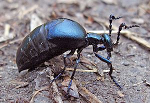 Oil beetle from Wiener Prater