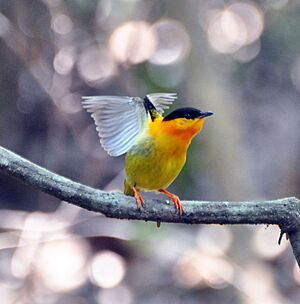 Orange-collared Manakin (7047753657)