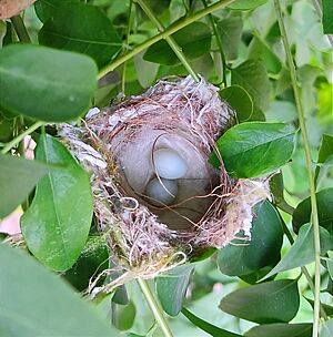 Oriental White-Eye nest and eggs
