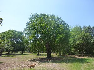 Original Bailey's Marvel Mango Tree
