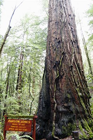 Parson Jones at Armstrong Redwoods State Nature Reserve - Stierch