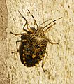 Pentatomidae spec