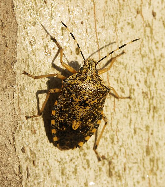 Pentatomidae spec