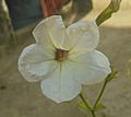 Petunia axillaris-White Petunia