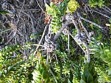 Phymatocarpus porphyrocephalus (leaves, fruit)