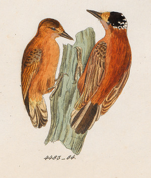 Chestnut piculet Facts for Kids