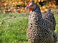 Plymouth Rock Chicken