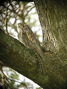 Podargus papuensis -Papuan Frogmouth-8