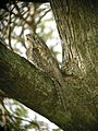 Podargus papuensis -Papuan Frogmouth-8
